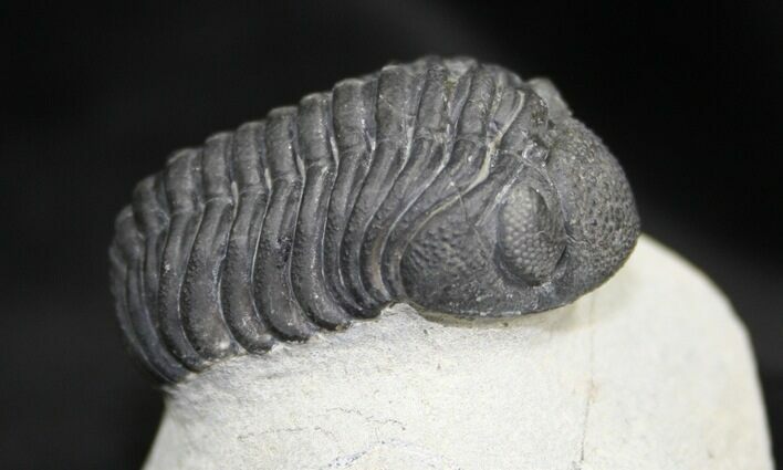 Arched / Inch Phacops Speculator Trilobite #1519